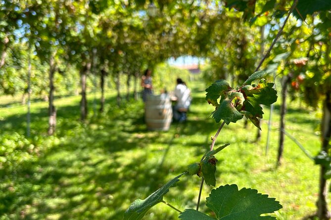 2 Guests Private Prosecco Road Tour All Inclusive from Venice - Valdobbiadene’s Steepest Hill and the Vineyard Picnic Lunch