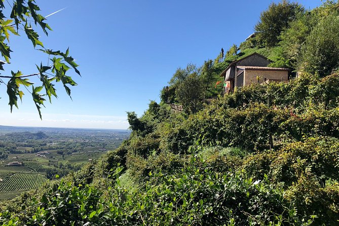 A Sparkling Day in the Prosecco Hills from Venice - Conegliano second winery: DOCG tastings and older vine ideas