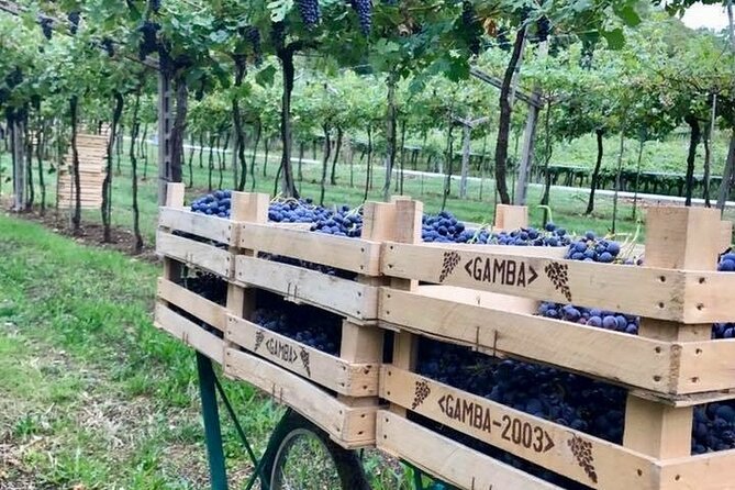 Amarone-Valpolicella tour. Visit Verona. From Venice - How the Verona + Valpolicella Combo Works From Venice