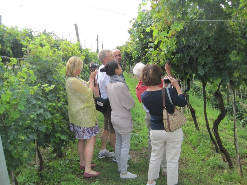 Amarone Wine Tour & Tasting from Venice, Padua or Verona - Why Valpolicella (and Amarone) is a smart wine choice