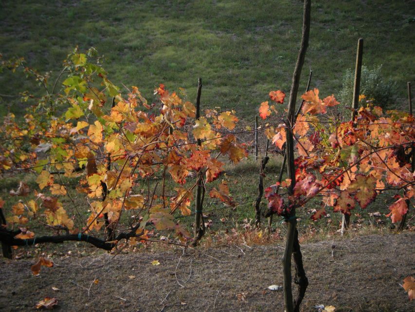 Amarone Wine Tour & Tasting from Venice, Padua or Verona - Lunch at a wine-country trattoria: what’s included and why it works