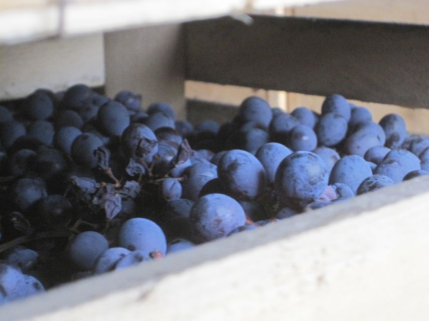 Amarone Wine Tour & Tasting from Venice, Padua or Verona - The cheese pairing that makes the wines easier to understand