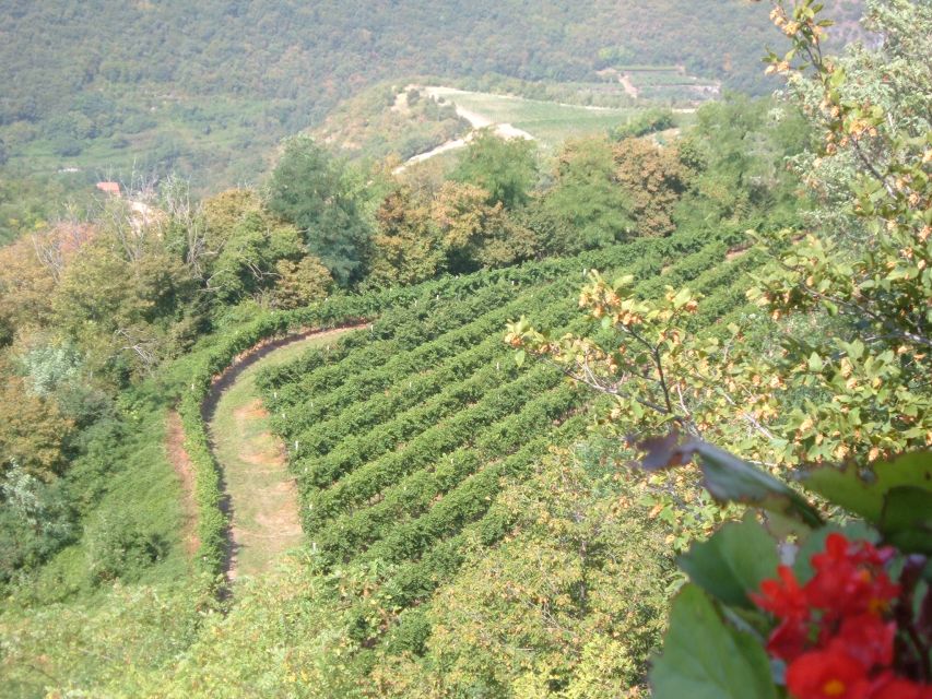 Amarone Wine Tour & Tasting from Venice, Padua or Verona - The drive is part of the ticket value
