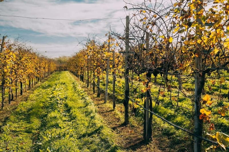 From Venice: Prosecco Hills and Wine Tasting Tour - Conegliano meeting the winemaker: Charmat method and behind-the-scenes production