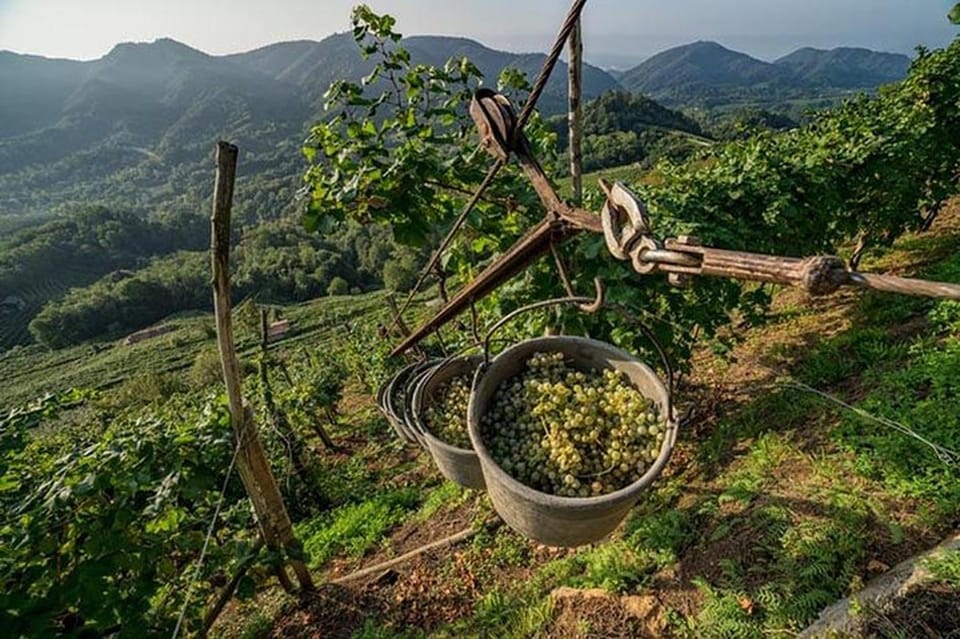 From Venice: Wine and Food tour in the Prosecco Hills - Price and value: what $175.59 buys you (and what it doesn’t)