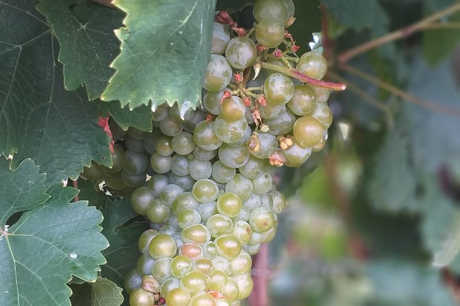 Full day Private Prosecco Tour, with certified Sommelier - Price and what you really get for $420.55 per person