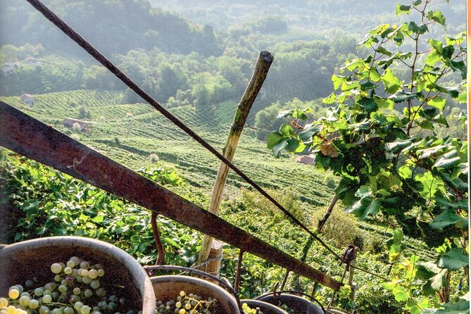 Full Day Wine Tour and Tasting in the Prosecco Region - Price and tastings: what you should budget before you go