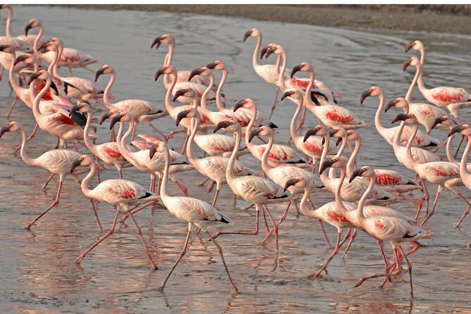 Lio Piccolo: Flamingos & Birdwatching Bike Tour in the Lagoon - Key highlights to know before you go