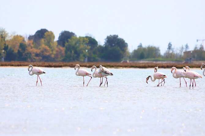 Nature Kayak Tour: Exploring Europe’s Largest Lagoon - Paddling Distance: Why 10 km Feels Different in a Kayak