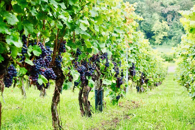 Private Valpolicella Day Trip from Venice: Wine Tasting and Verona - Villa Serego Alighieri: Amarone Tasting With Real Production Context