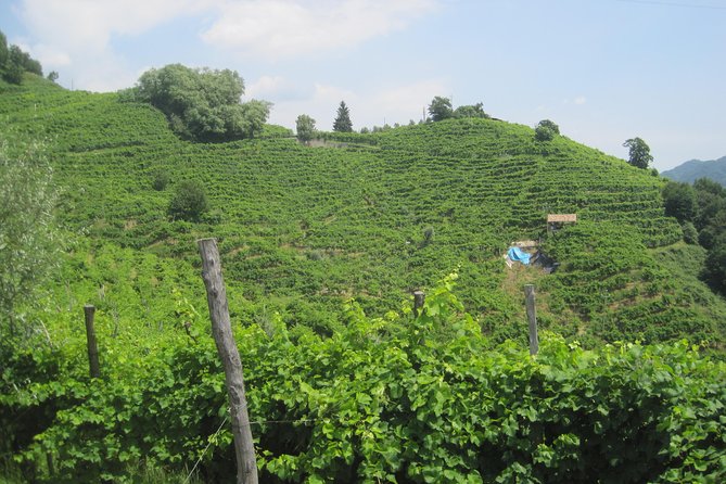 Prosecco Wine Tour (all-inclusive full day with lunch and expert wine guide) - Stop One: Prosecco DOCG Hills and the Wine-Maker Perspective