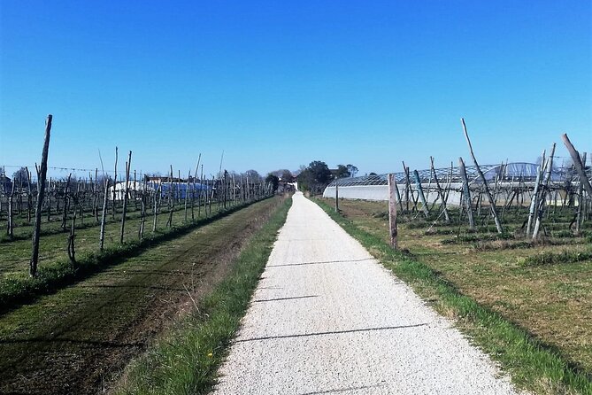 Sant’Erasmo Bike Tour in Venice’s Green Island - When the tour ends: water bus back, or stay for lunch