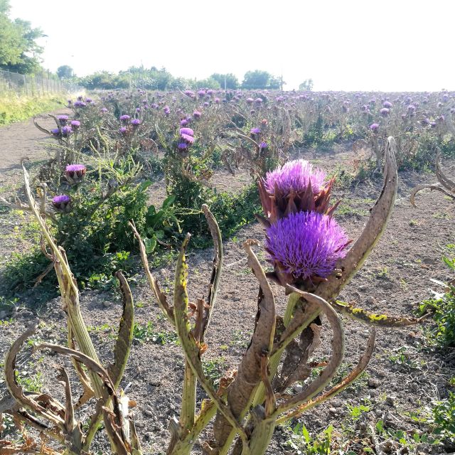 Venice: Bike Tour Honey & artichockes on Sant’Erasmo Island - Time on the island: bike day flow and your return choices